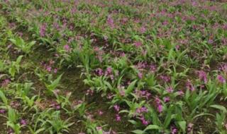 药材种植业致富项目